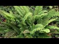 polystichum setiferum flaumfeder filigranfarn mossy soft shield fern