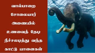 வால்பாறை சோலையார் அணையில் உணவைத் தேடி நீச்சலடித்து வந்த காட்டு யானைகள்