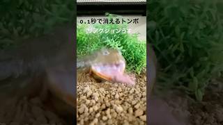 トンボは飲み込みやすいようです。#shorts #アフリカウシガエル #とんぼ #カエル#frog #捕食#早食い #ペット#かわいい#シュール #虚無