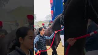 Komal stud farm muktsar mela manddi #horse #horses