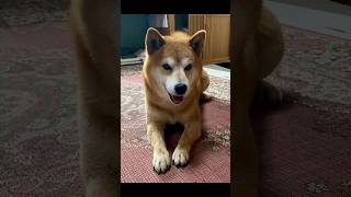 【柴犬・太郞】太郞くん。。もぅ～おやつ大好き。。😀笑