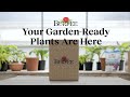 Your Garden-Ready Plants Are Here – What Next?