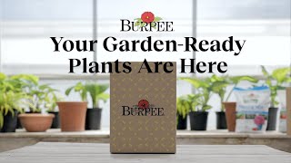 Your Garden-Ready Plants Are Here – What Next?
