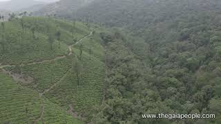 Aerial Footage - Tea Plantations in the Western Ghats