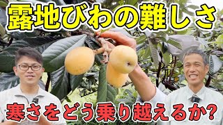 【びわの栽培】露地栽培の難しさと育て方！？なつたよりの栽培！【長崎県立農業大学校 荒牧貞幸先生】