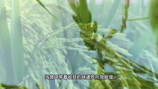 秋天，丰收的季节！稻穗压弯腰，孩童欢乐玩耍着