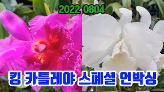 킹 카틀레야 대륜 스폐셜 언박싱