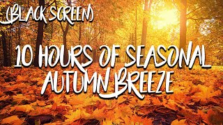 10 hours of Seasonal Autumn Breeze (Black Screen)