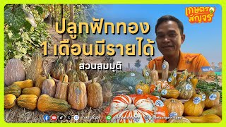 ปลูกฟักทองพันธุ์หายากที่กำลังมาแรง! เริ่มเก็บเกี่ยวได้ใน 1 เดือน | เกษตรสัญจร Podcast