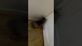 🐱is trying to get in ~ #pets #cat #kitten #cuteanimal #funny #catlover #猫 #cutepet