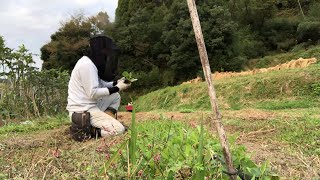 [山暮らし]家庭菜園で自給自足生活～キャベツの定植～コンパニオンプランツ実験圃-ロメインレタス、ブロッコリー等 2020/10/19-2