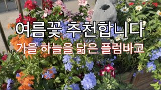 여름 화단을 빛나게 해주는 플럼바고 꽃잎과 색깔 매력이 넘쳐나요.플럼바고 식재부터 키우는 방법 까지 상세히 설명합니다.