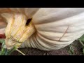 new state record giant kohlrabi giant pumpkin growing super fast