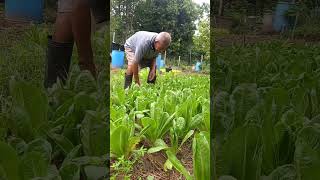 #ธรรมะ #คำคม #ธรรมสอนใจ #เกษตรผสมผสานบ้านคุณตา #shortsfeed #shortsviral #farming #สวน #วิถีชาวบ้าน