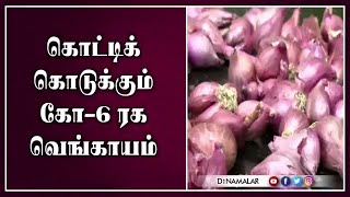 கொட்டிக் கொடுக்கும்  கோ-6 ரக வெங்காயம்