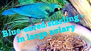 Greater and lessor blue-eared starling | Outdoor Bird Aviary