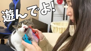 息子猫「モンハンしないで遊んでよ！」【モンハンライズ体験版】