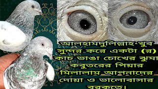 (র) কাচ ভাঙা চোখের ঝুমা পাংখী কবুতর নতুন পিয়ার দিলাম। Pankhi military  #THE_PANKHI PIGEONS_LOVER