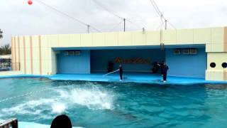 Dolphin show @ Minami Chita Beach Land