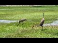 Chateau Madeleine Assisted Living and Memory Care's New SandHill Cranes Hatchling!