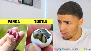Here's What New Born Animals Look Like! REACTION!