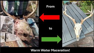 DIY Euro Mount: Warm Water Maceration Method for Deer Skulls