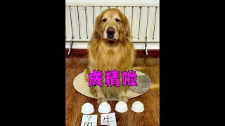 这狗子成精啦！ #万物可爱计划 #宅家治愈记 #金毛 #pets #萌宠