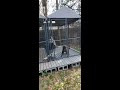 my dog kennel set up