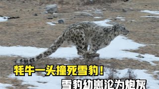 牦牛一头撞死雪豹！整个过程九死一生！雪豹幼崽沦为炮灰