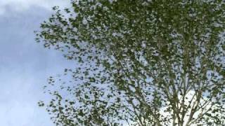 tree test 2.avi