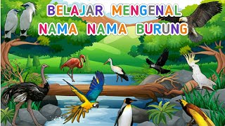 Belajar mengenal nama dan suara burung | Suara binatang animasi | nama nama burung