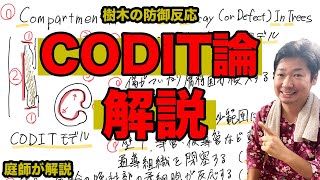 CODIT論について解説【庭師が解説】樹木の防御反応