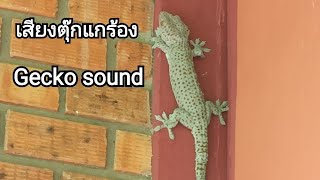 เสียงตุ๊กแกร้อง /Gecko sound.