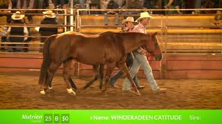 2022 Nutrien Supreme Sale - Top Priced Broodmare - LOT 25 WINDERADEEN CATITUDE $40K