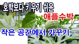 호박보다 가꾸기 쉬운 애플수박 작은 공간에서도 얼마든지 가꿀 수 있습니다.-박과작물 특성, 수박재배, 애플수박 재배, 애플수박 줄 유인, 애플수박 착과방법, 익은수박 알아보는 방법