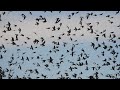 Climate Change Threatens Bird Migration Patterns 🐦USA NEWS