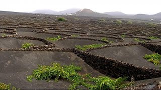 Découverte : quand les sols volcaniques de l'île de Lanzarote donnent naissance à du vin