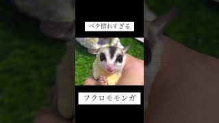 ベタ慣れすぎるフクロモモンガ