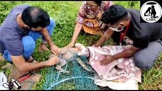 Rescuing Poor Dog Stuck In Pigtrap | പന്നിക്ക് വെച്ച കെണിയിൽ കുടുങ്ങിയ നായയെ രക്ഷിച്ചപ്പോൾ