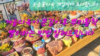 다육이 겨울 분갈이후 뿌리활착 빨리할수 있는 방법알려드립다 웃음꽃다육 개업식합니다. SucculentGarde, 다육이, 多肉植物, Succulents, Echeveria,