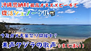 沖縄恩納村マジ凄いクジラ歌声と大量カメ祭りで大感動!!【4K】