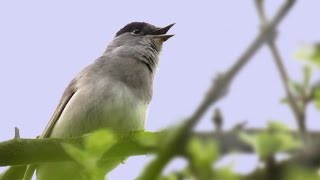 The Song \u0026 Calls of the Blackcap