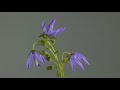 bellflower blossom timelapse