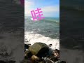 乾潮底的牛 北海岸 三芝 磯釣 沙格 瑪吉