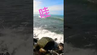 乾潮底的牛 #北海岸 #三芝 #磯釣 #沙格 #瑪吉