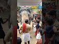 🐘 ആശാനേ ദേ ഇത് നോക്കിയേ ഈ തിരക്കിനിടയിൽ ഒരുത്തൻ വന്നു കാലിൽ ഉമ്മ വെക്കുന്നു elephant aana