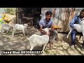 setup quality bantam goats at aurangabad maharashtra