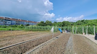 মালয়েশিয়া শাক সবজি চাষ। Vegetable cultivation in Malaysia।  #firozalamvlogs #firozalam #vegetables