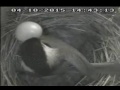 bluebird house attacked by a chickadee