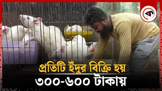 বগুড়ায় ইঁদুর চাষ, প্রতিটি বিক্রি হয় ৩০০ থেকে ৬০০ টাকায় | Rat Farming | Bogura | Kalbela